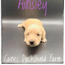 Ainsley - Cream female Dachshund puppy in Cincinnati, Ohio from Caines Dachshund Farm