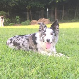 Clover - Border Collie