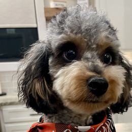 Aussiedoodles and Goldendoodles from Kay Kay’s Poodles & Doodles