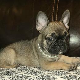 Givenchy - Fawn female French Bulldog puppy in Graham, Washington from Kristy's French Bulldogs & Mini Schnauzers