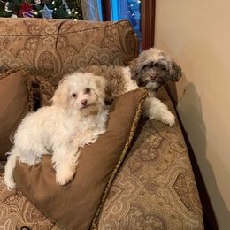Havanese from Lisa’s Havanese