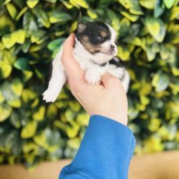 Jimmy Choo - Black and tan parti male Pomeranian puppy in Buck Valley, Pennsylvania from Buck Valley Pomeranians
