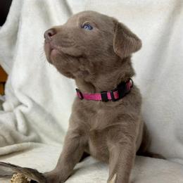 Arrow - Silver female Dilute Retriever puppy in Grants Pass, Oregon from KnR Antler Dogs