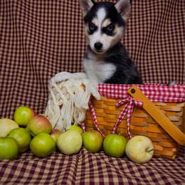Pearl - Black and white female Pomsky puppy in Troy, Montana from Sun-Kissed Mountain Homestead