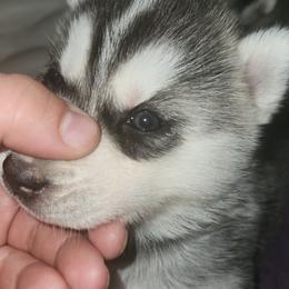 Siberian Husky Puppies from Spirit of the Moon Siberians
