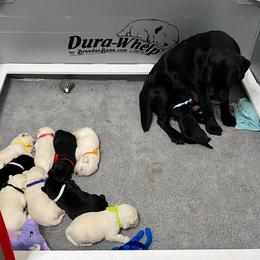 Labrador Retriever Puppies from Lost Woods Labradors
