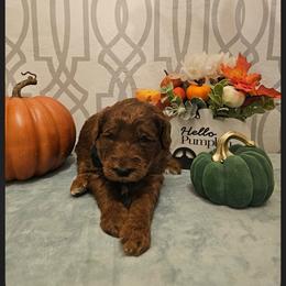 Black collar male - Red  male Goldendoodle puppy in Haughton, Louisiana from Bailey’s Cajun Canines