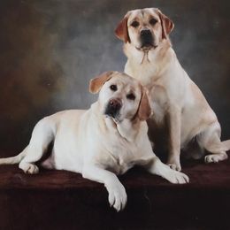 Labrador Retrievers from High Country Labradors