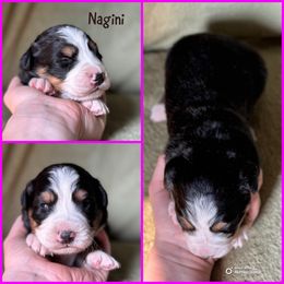Nagini - Black rust and white female Bernese Mountain Dog puppy in Merrill, Michigan from Happy Tails Family Farm