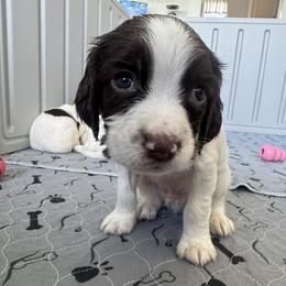 Grey - Liver and white male English Springer Spaniel puppy in Forest, Virginia from Southern Springers