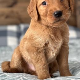 Golden Retriever Puppies from Knight's Golden Acres