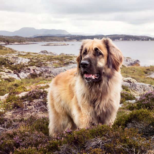 Leonberger