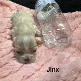 Jinx - Buff and white female Cocker Spaniel puppy in Fairview, Utah from Hidden Vallies Cocker Spaniels