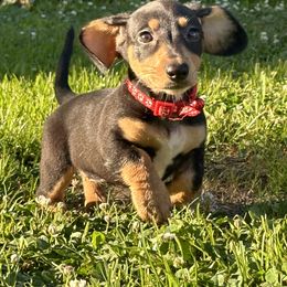 Dachshunds from Ky’s Dachshunds