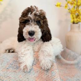Purple - Parti female Poodle puppy in Wisconsin Rapids, Wisconsin from Clementi Ranch Golden and Poodle