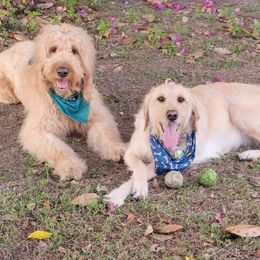 Goldendoodles from Just_Double_Doodlin