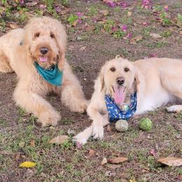 Goldendoodles from Just_Double_Doodlin