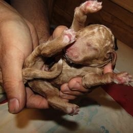 Goldendoodle and Poodle Puppies from David & Patricia Elliott