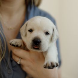 Girl 1 - Yellow female Labrador Retriever puppy in Allons, Tennessee from UC Labradors LLC