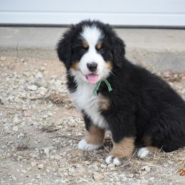 "Miss Clover" Bernese Mountain Dog Puppies from Wilderness Way Berners
