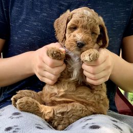 Goldendoodle Puppies from Fort Worth Goldendoodles