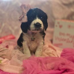 Aurora - Black white and tan female English Springer Spaniel puppy in Cookeville, Tennessee from Krossroads Kennel