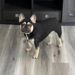 Gigi - French Bulldog