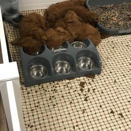 Goldendoodle Puppies from Bear Ridge Doodles