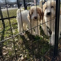 Bernedoodle and Double Doodle Puppies from ETX Dandy Doodle
