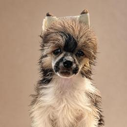 Striker - Black and tan male Chinese Crested puppy in New Haven, West Virginia from EverCrest