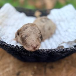 S'more - Merle female Goldendoodle puppy in Pollock Pines, California from Penny Lane’s Doodles
