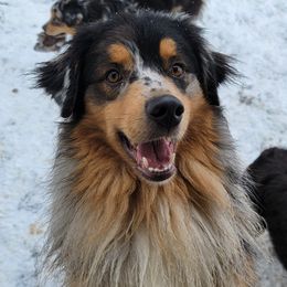 Hexxus - Australian Shepherd