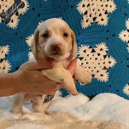 Dachshund and Miniature Schnauzer Puppies from The Bossy Doxie Farm