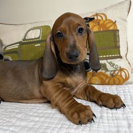 Leo - Red male Dachshund puppy in Bala Cynwyd, Pennsylvania from Hotdawgz Standard AKC Dachshunds