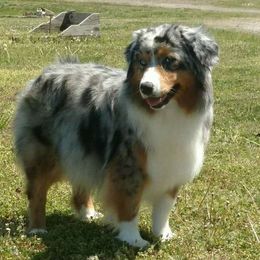 Stacey - Miniature Australian Shepherd