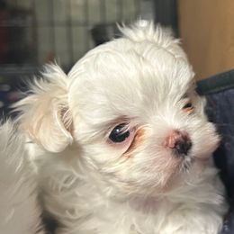 AKC Korean Female - White female Maltese puppy in Coats, North Carolina from Angie's Puppies