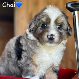 Chai - Blue merle male Aussiedoodle puppy in Lancaster, Minnesota from Finney Ranch