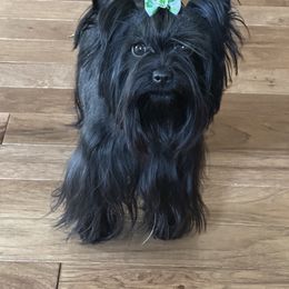 Roxy - Yorkshire Terrier