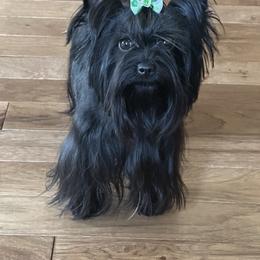 Roxy - Yorkshire Terrier