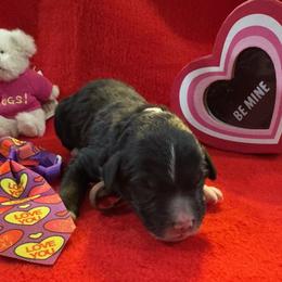Shnookums - Tri-color male Bernedoodle puppy in Camden, North Carolina from Oopsie Doodles of NC