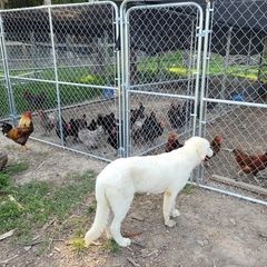 Maremma Sheepdogs from JT Little Critter Farm