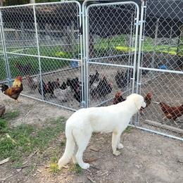 Maremma Sheepdogs from JT Little Critter Farm