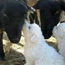 Great Pyrenees from Sue Rohweder's Great Pyrenees