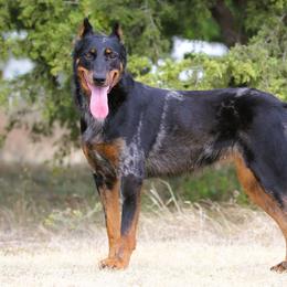Swish - Beauceron