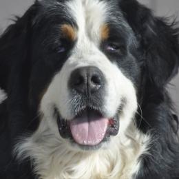Peaches - Bernese Mountain Dog