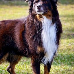Oliver - Miniature Australian Shepherd
