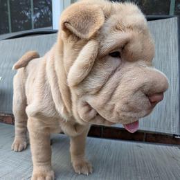 Girl 2 - Apricot dilute female Chinese Shar-Pei puppy in Autryville, North Carolina from T&D'S Razen Wrinkles Shar-pei