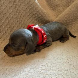ACA girl 2 red - Blue and cream female Dachshund puppy in Grand Valley, Pennsylvania from Dachshunds on the Hill
