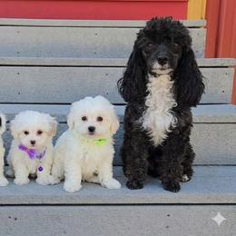 Maltipoo puppies from Cowgirl's Legacy Maltipoos