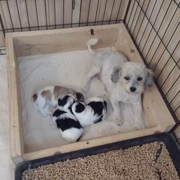Havanese from Urbina Havanese